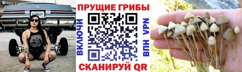 Галлюциногенные грибы Cubensis  Нолинск 